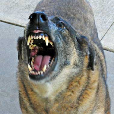 A barking dog representing dog bite cases handled by personal injury attorney Ben Brown Law Group in New Orleans, LA